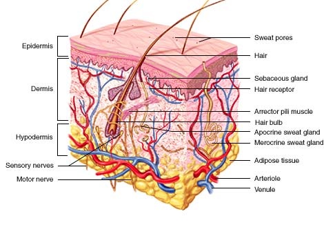 Integumentary System - Bergenology: A Tool for Anatomy and Physiology