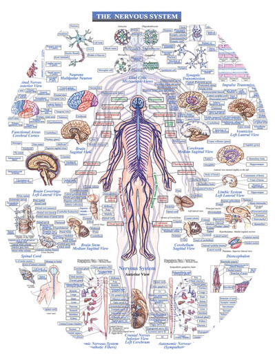 Nervous System - Bergenology: A Tool for Anatomy and Physiology